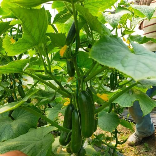 Весеннее семена огурцов - YILKI - Manier Seeds - осеннее / летнее / зеленое