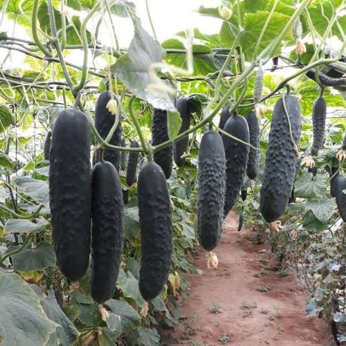 Весеннее семена огурцов - ALPAGU - Manier Seeds - осеннее / зеленое