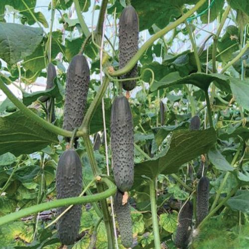 Весеннее семена огурцов - KARGU - Manier Seeds - осеннее / зеленое