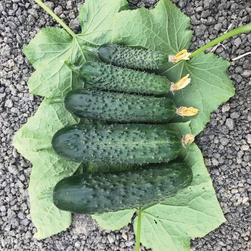 Ранний семена огурцов - TULGA - Manier Seeds - весенний / осенний / зеленый