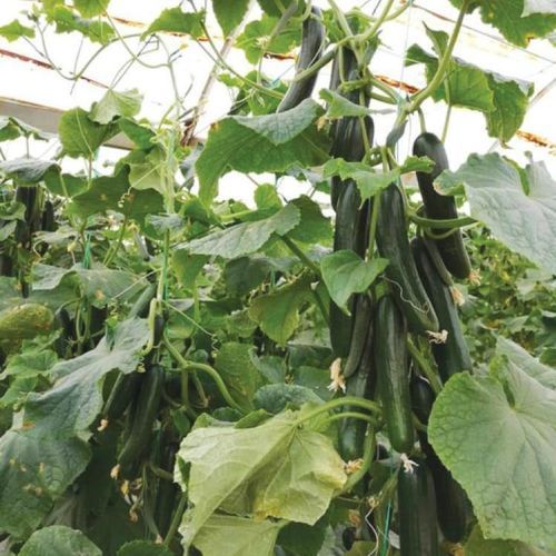 Очень раннее семена огурцов - COPERNIC - Manier Seeds - весеннее / осеннее / зеленое