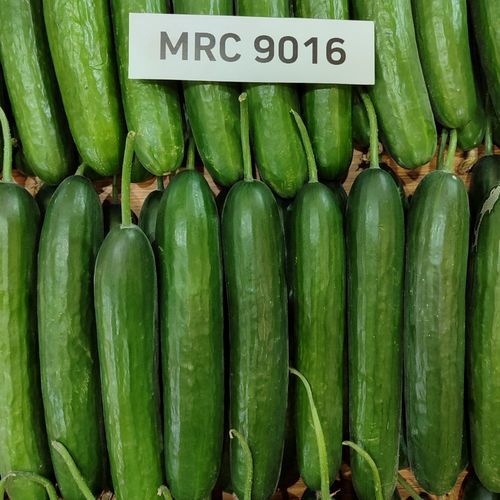 Зеленое семена огурцов - CAMLICA - Manier Seeds