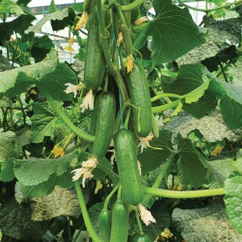 Раннее семена огурцов - MRC 6049 - Manier Seeds - весеннее / осеннее / летнее