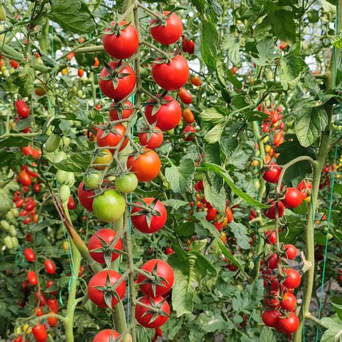 Красный семена томатов - OSAGE - Manier Seeds - полуранний / круглый