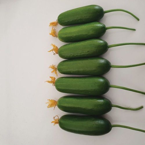 Осеннее семена огурцов - MRC 9003 - Manier Seeds - для тепличных культур / зеленое