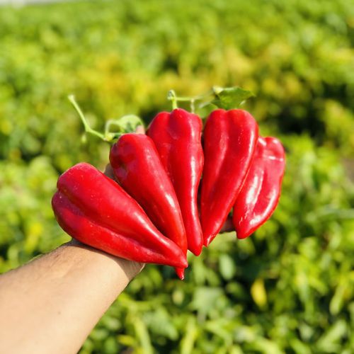 Красное семена сладкого перца - NEFES - Manier Seeds - зеленое