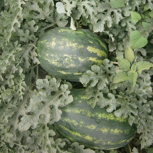 Полураннее семена арбуза - ORKA - Manier Seeds - красное / зеленое