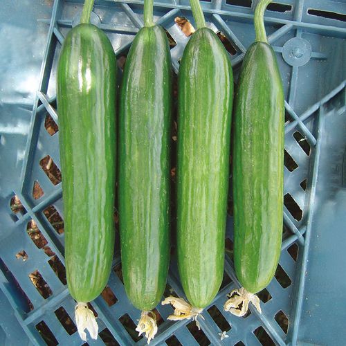 Полураннее семена огурцов - AGNES - Manier Seeds - зимнее / весеннее / осеннее