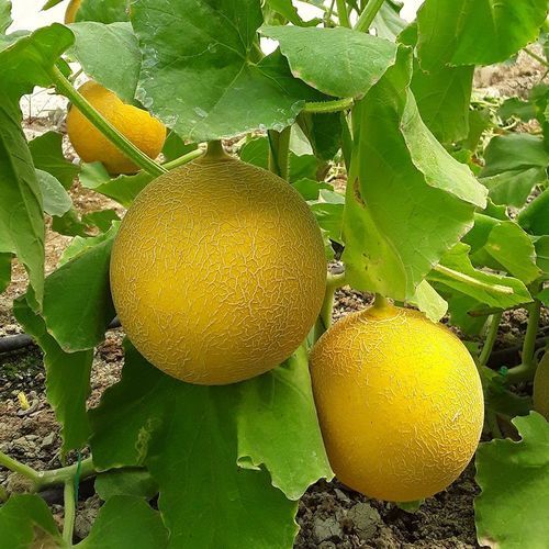 Семена дыни для тепличных культур - STANZA - Manier Seeds - желтый / зеленый / круглый