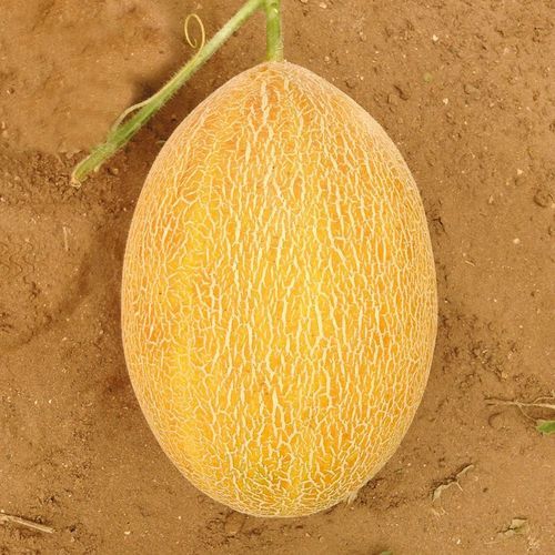 Желтый семена дыни - SERİN - Manier Seeds