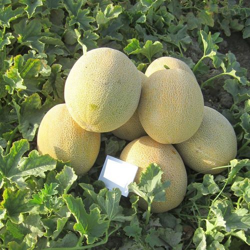 Полуранний семена дыни - SÜREN - Manier Seeds - желтый / зеленый