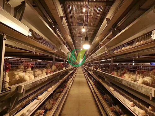 Система разведения бройлеров в клетках - Chengdu Shengxing Poultry Machinery Co., Ltd.