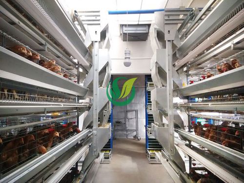 Цепная автоматическая система распределения пищи - Chengdu Shengxing Poultry Machinery Co., Ltd. - для домашней птицы