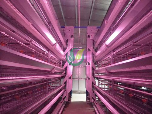 Спиральная автоматическая система распределения пищи - Chengdu Shengxing Poultry Machinery Co., Ltd. - для домашней птицы