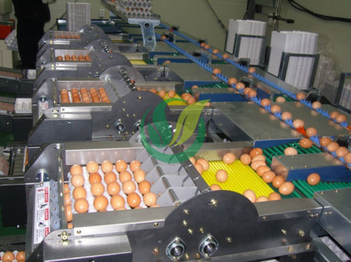 Калибратор для яиц - Chengdu Shengxing Poultry Machinery Co., Ltd.