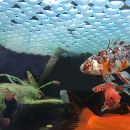 Плавучее покрытие против испарения - Fish Pond cover ball - Euro-Matic - для лагуны / для цистерны для перевозки навоза / пластмасса