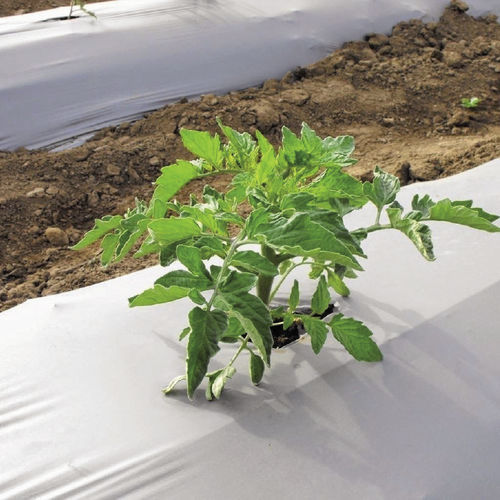 Пленка для теплицы - Fabricación de agrotextiles y distribución de Accesorios para Invernaderos. - для уничтожения сорняков / для дезинфекции почв / из пластика