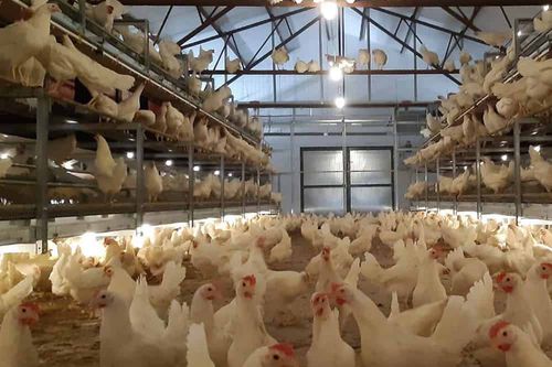 Вольерная система содержания птиц для кур - Lowmax Aviary - POTTERS POULTRY LTD - многоступенчатая / с гнездами