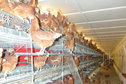 Вольерная система содержания птиц для кур - Compact Aviary - POTTERS POULTRY LTD - многоступенчатая