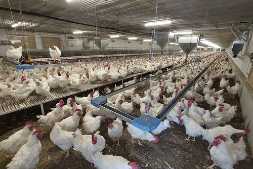 Автоматическая система распределения пищи с лотком - Konvey - POTTERS POULTRY LTD - цепная / ленточная / для домашней птицы