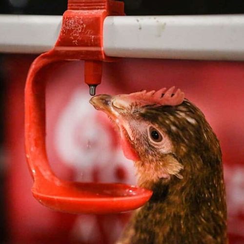 Водопойный желоб с соской - POTTERS POULTRY LTD - для домашней птицы / с защитным колпаком / автоматический