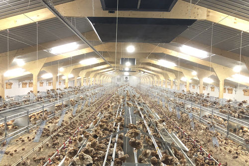 Система для разведения куриц-молодок в вольере - Premium - POTTERS POULTRY LTD - многоступенчатая