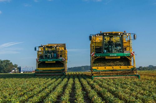 Уборочная машина для зеленой фасоли - BH8150 - Oxbo - самоходная