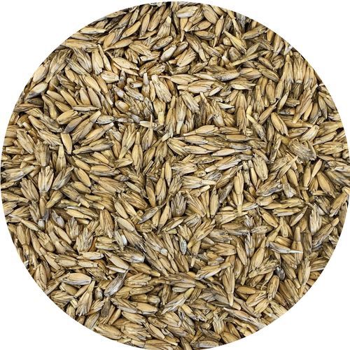 Семена полбы зерна - Triticum Spelta - Gruppo Carli - для силосования / биологически чистое