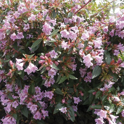 Цветочный кустарник для клумбы - EDOUARD GOUCHER - Graines Voltz - Voltz Horticulture - для горшков / с розовыми цветами