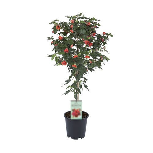 Цветочный кустарник для горшков - TIGE RED - Graines Voltz - Voltz Horticulture - с красными цветами