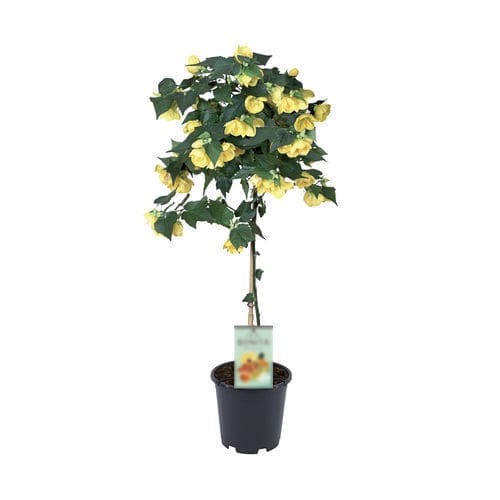Цветочный кустарник для горшков - TIGE YELLOW - Graines Voltz - Voltz Horticulture - с желтыми цветами