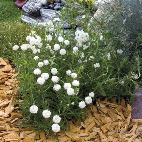 Белый семена цветов - NOBLESSA  - Graines Voltz - Voltz Horticulture - для клумбы / для среза / для горшков