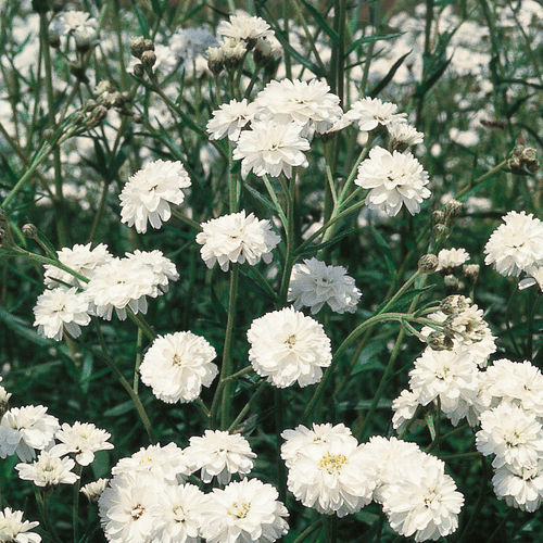 Белый семена цветов - THE PEARL - Graines Voltz - Voltz Horticulture - для сада