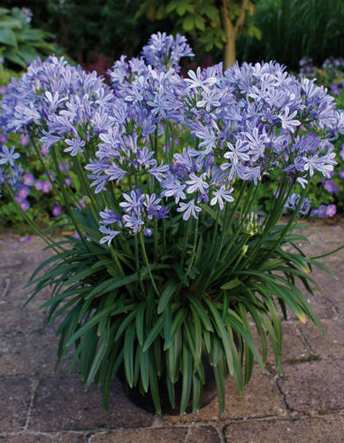 Многолетнее цветочное растение - CHARLOTTE® - Graines Voltz - Voltz Horticulture - фиолетовое / синее / для сада