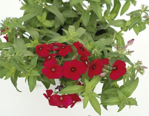 Годовой семена цветов - GISELE® - Graines Voltz - Voltz Horticulture - красный / белый / розовый