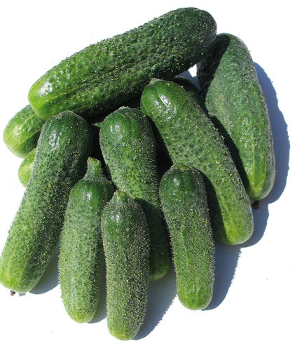 Ранний семена огурцов - SZATMÁR F1 - Graines Voltz - Voltz Horticulture - устойчивый к мозайке / устойчивый к оидиуму / устойчивый к милдью листьев