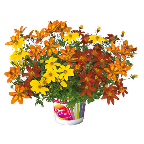 Годовой семена цветов - TRIO SUNFIRE - Graines Voltz - Voltz Horticulture - смесь цветов / для сада / смесь