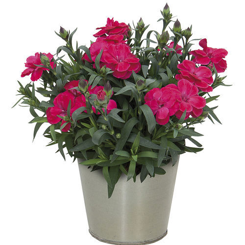 Двухлетний семена цветов - OSCAR® - Graines Voltz - Voltz Horticulture - многолетний / красный / белый