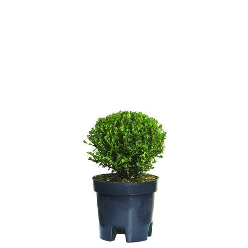 Кустарник для горшков - Buxus - Vivai Piante GIEFFE Soc. agr. semplice - для изгороди / с белыми цветами