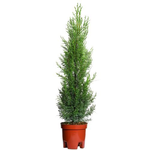 Смолистое дерево - Cupressus - Vivai Piante GIEFFE Soc. agr. semplice