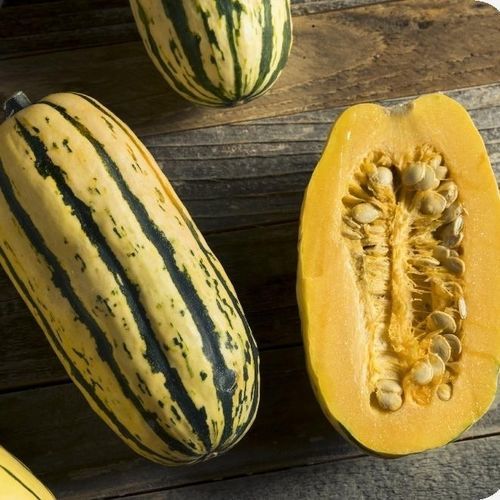 Биологически чистое семена тыквы - Delicata - MSL GmbH & Co. KG