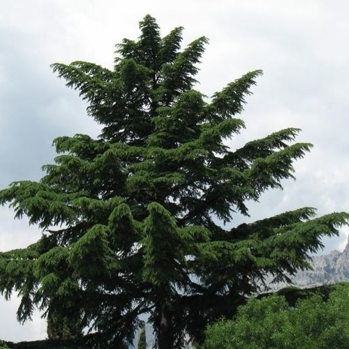 Смолистое дерево - Indian Cedar - MSL GmbH & Co. KG
