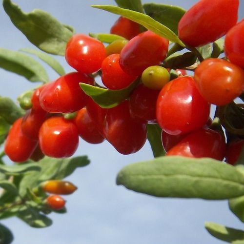 Ягодный куст - Chinese Wolfsberry - MSL GmbH & Co. KG