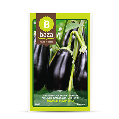 Раннее семена баклажана - 7036 - BAZA Seeds Holland b.v.