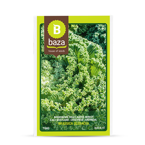 Осеннее семена капусты - 7040 - BAZA Seeds Holland b.v.