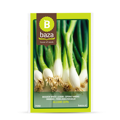 Весенний семена лука - 7050 - BAZA Seeds Holland b.v.