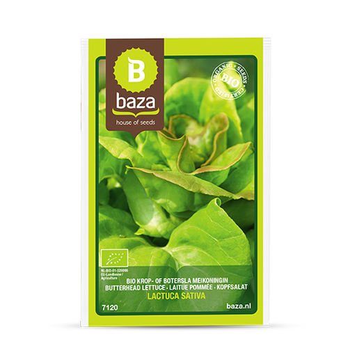 Семена салата-латука - 7120 - BAZA Seeds Holland b.v.