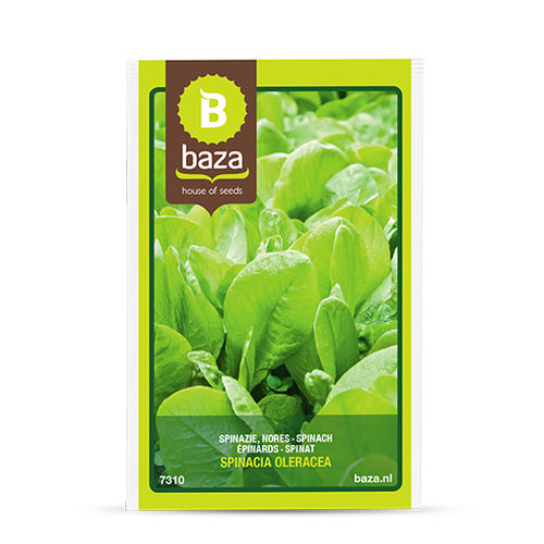 Ранний семена шпината - 7310 - BAZA Seeds Holland b.v. - весенний