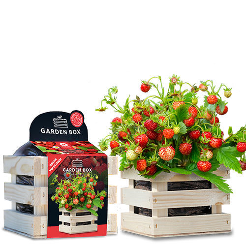 Биологически чистый семена клубники - 1807747 - BAZA Seeds Holland b.v.