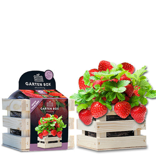 Биологически чистый семена клубники - 1807745 - BAZA Seeds Holland b.v.
